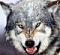 Avatar von steppenwolf77